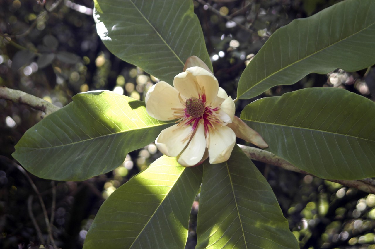 magnolia obovata